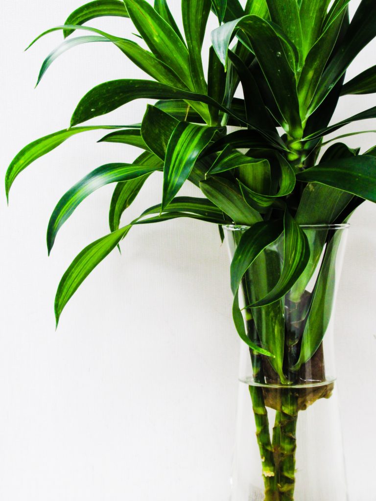 Bamboo Plant Home Decor